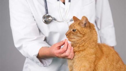 How to Get Rid of Worms in Cats?