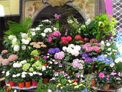 flower Shop